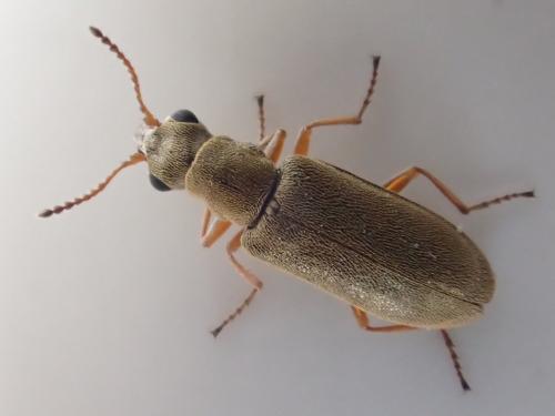 Réf. 300 591 : Danacea pallipes